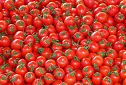 网页在线发短信平台